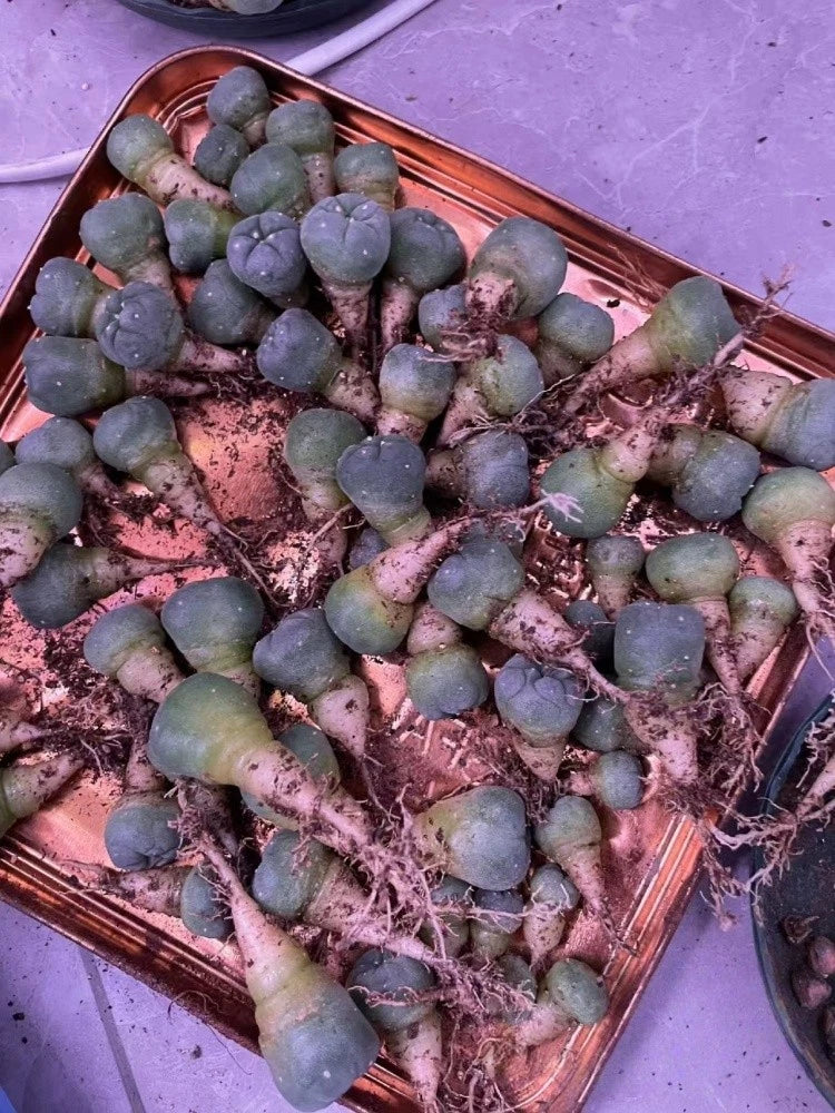 Succulent cactus cuttings in a small tray with soil and roots