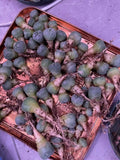 10PCS  LW Succulent Cactus Plant Beautiful Cactus Garden DŽcor Boutique 1.2cm Garden Plants