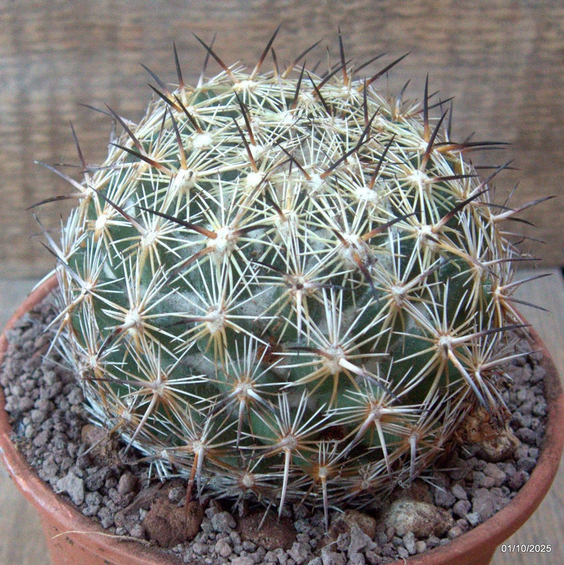 D6766 CORYPHANTHA PALMERI pot15-H10-W11 cm MaMa Cactus Green Plant