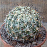 D6766 CORYPHANTHA PALMERI pot15-H10-W11 cm MaMa Cactus Green Plant