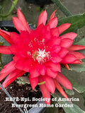 Rooted Epiphyllum Orchid Cactus ÒEpi. Society Of AmericaÓ Growing In 4Ó Pot. Orchids