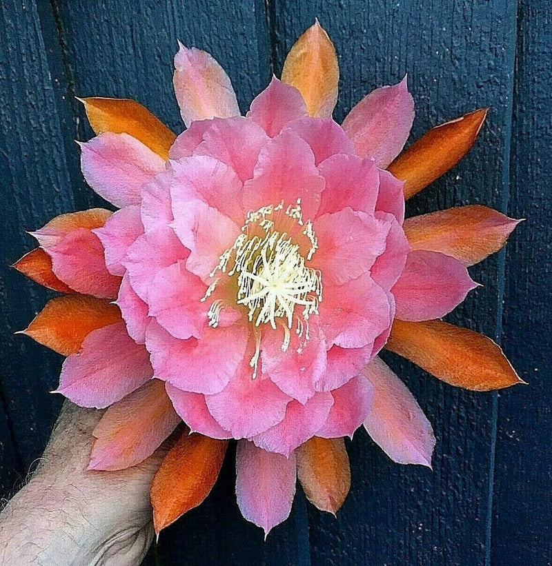 Pink orchid cactus flower with orange-tipped petals and white stamens