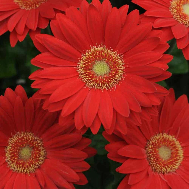 200+ Deep Red Gerbera Daisy Seeds for Garden Planting - USA - FREE SHIPPING! Garden Plants
