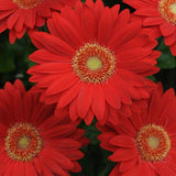 200+ Deep Red Gerbera Daisy Seeds for Garden Planting - USA - FREE SHIPPING! Garden Plants