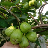Green Cincalo Guava  Grafted Seedling Free Phytosanitary Certificate Grow in Pot Green Plant