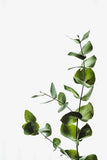 Eucalyptus plant photo : stem : greenery : decor : minimalist : leaves Green Plant