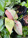 Highly variegated Confetti Plant Orchids