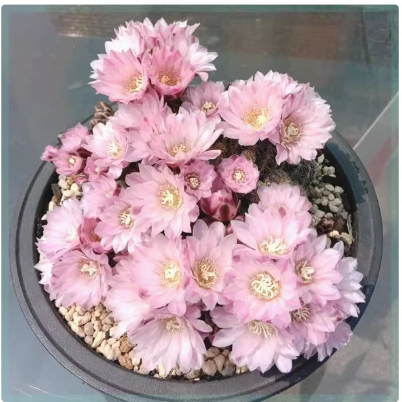 3PCS Gymnocalycium bruchii Cactus Succulent  Plant  beautiful Flowering lant 3cm Flowering Plants