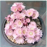3PCS Gymnocalycium bruchii Cactus Succulent  Plant  beautiful Flowering lant 3cm Flowering Plants