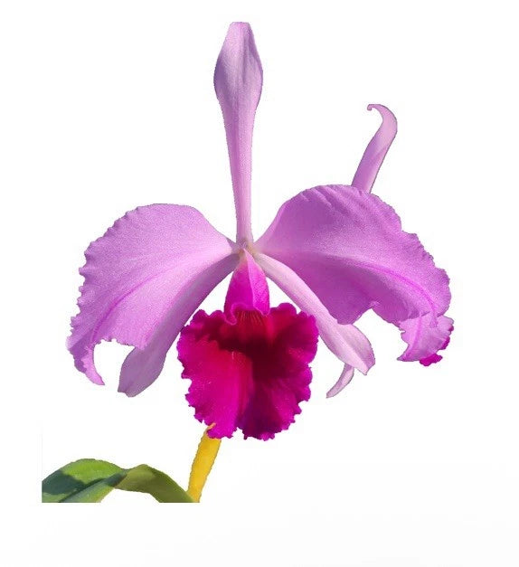 Cattleya C. G. Roebling large orchid with pink and purple petals, magenta center