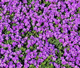 ROCK CRESS PURPLE Aubrieta Deltoidea - 2,000 Bulk Flower Seeds Garden Plants