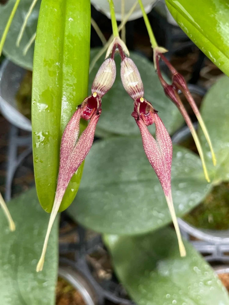 Drooping maroon orchid flowers with speckled petals on green leaves