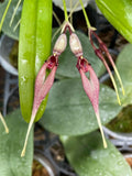 Bulbophyllum biflorum 'lih' Orchids