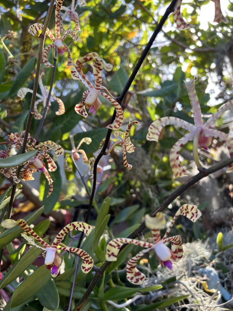 Striped Vanda orchid flowers on green leaves, purple and cream with dark speckles