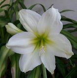 Amaryllis Bulb__Bright White Hippeastrum__Thai Knight's-Star-Lily Flowering Size Lily