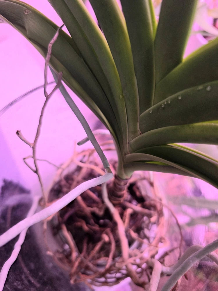 Purple-blue orchid house plant with thick green leaves and exposed roots