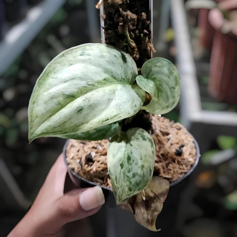 Scindapsus Peasun Variegated Jungle Plant Green Plant