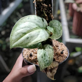 Scindapsus Peasun Variegated Jungle Plant Green Plant