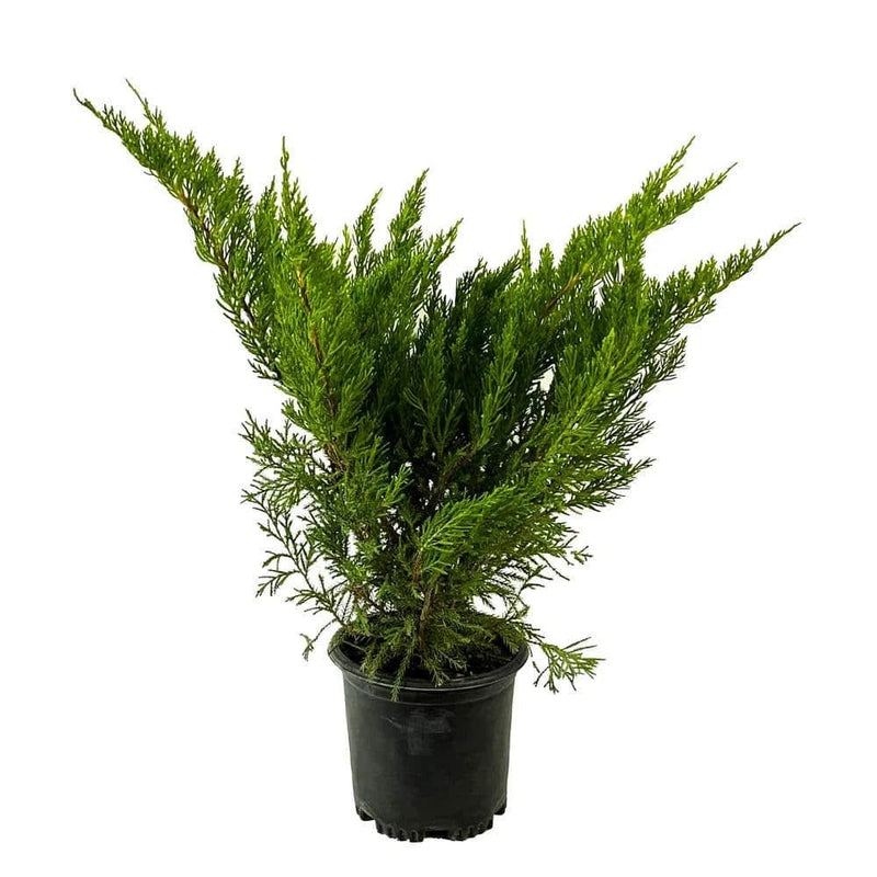 Juniper Shrub 2.5 Qt Sea Green Live Evergreen Bright Foliage Low Maintenance Green Plant