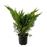Juniper Shrub 2.5 Qt Sea Green Live Evergreen Bright Foliage Low Maintenance Green Plant