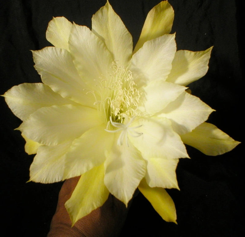Orchid cactus flower with pale yellow petals and light yellow center