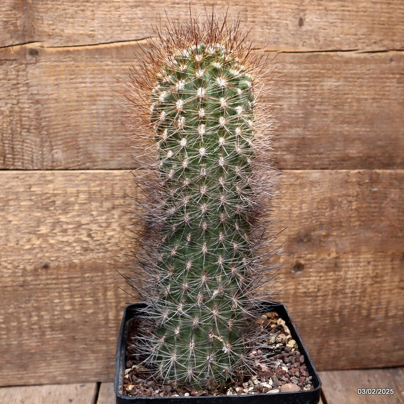 D1784 NEOPORTERIA HYBRID OLD pot14-H27-W9 cm MaMa Cactus Green Plant