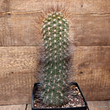 D1784 NEOPORTERIA HYBRID OLD pot14-H27-W9 cm MaMa Cactus Green Plant