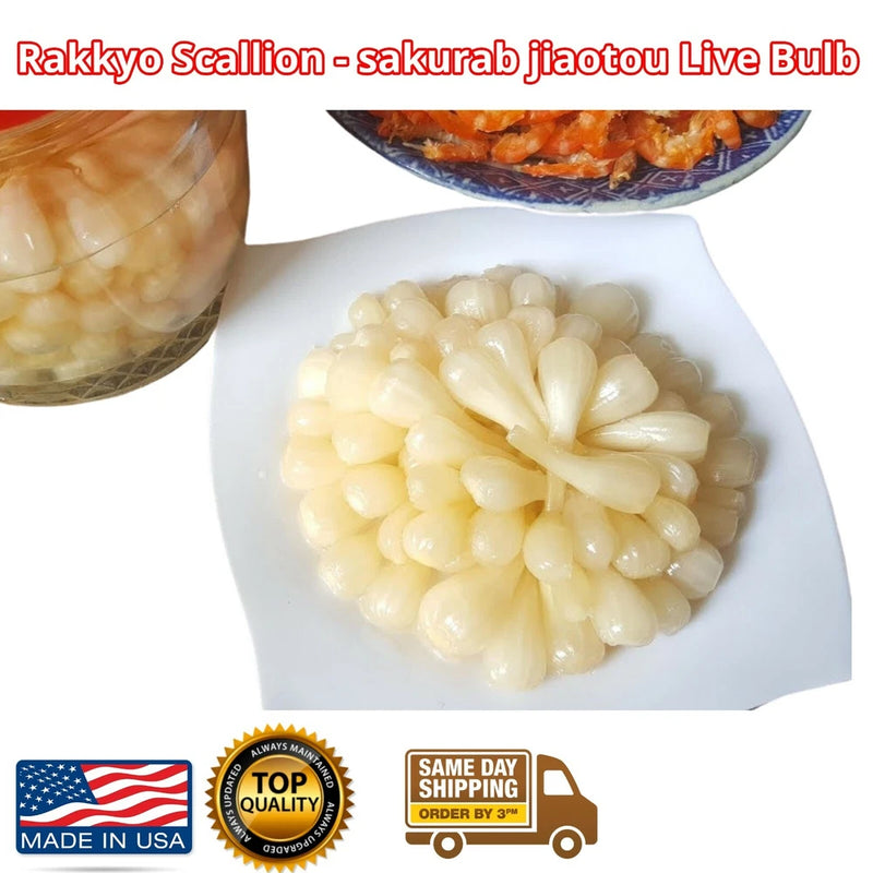 Live rakkyo scallion bulbs cluster, pale ivory small bulb heads