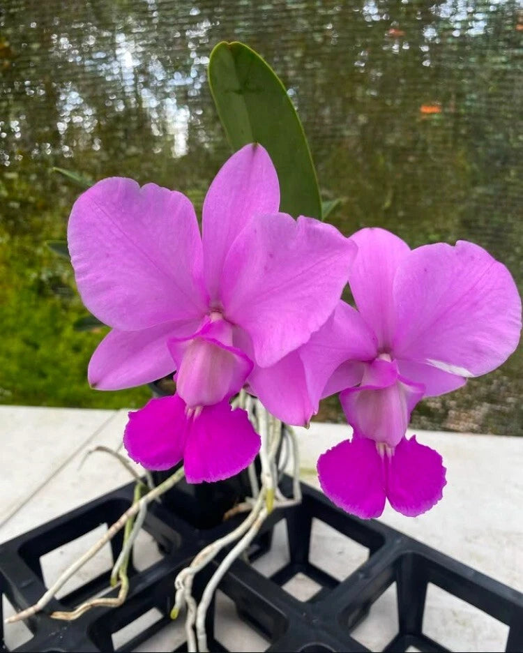 Purple orchid flowers in a black pot