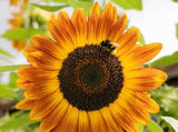 Autumn Beauty Sunflower - Seeds - Organic - Non Gmo - Heirloom Seeds Sunflower