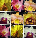 ORCHID Plant Cattleya one bare root seedling surprise no tag Orchids