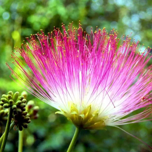 (lot of 10) Pink Mimosa Fresh Tree Cuttings, Unrooted Cuttings 7-8" honey bees _ Orchids