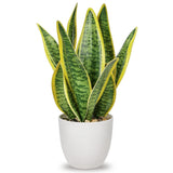 Artificial Snake Plant Potted Faux Sansevieria Trifasciata Plants, 13" Tropic... Green Plant