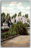 East Lake Park Los Angeles CA Pampas Grass Postcard to Coatsvillle PA Pampas Grass