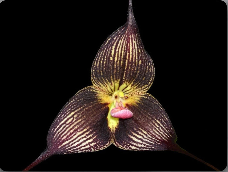 Purple and brown spotted orchid bloom with yellow center and pink lip