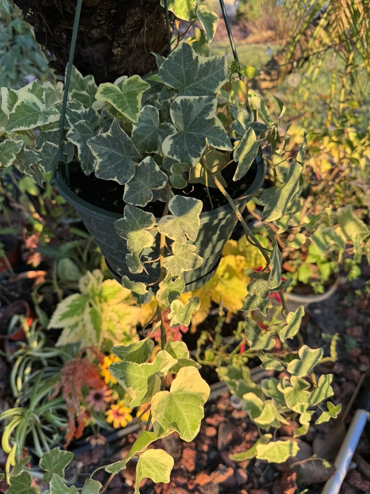 Variegated ivy plant in a woven hanging basket planter with dark rim
