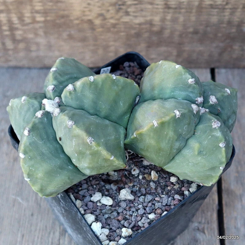 D2049 ASTROPHYTUM MYRIOSTIGMA FUKURYU DICHOTOMIC pot12-H10-W17 cm MaMa Cactus Green Plant