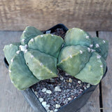 D2049 ASTROPHYTUM MYRIOSTIGMA FUKURYU DICHOTOMIC pot12-H10-W17 cm MaMa Cactus Green Plant