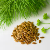 __800+ DILL HERB SEEDS | HEIRLOOM NON-GMO | PICKLING POLLINATOR | FREE SHIPPING Garden Plants