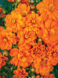 200+ Cosmic Orange Cosmos Seeds for Garden Planting - USA - FREE SHIPPING! Garden Plants