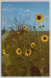 Kansas Sunflowers State Flower Country Roadside Mike Roberts Postcard Sunflower