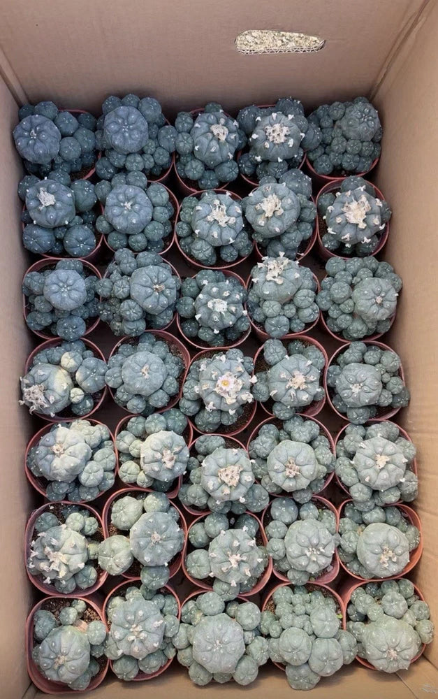 Blue-green cactus succulent plants in small red pots, multiple heads