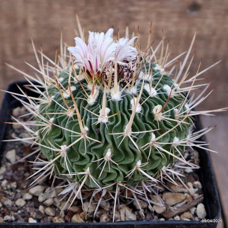 Green cactus plant in pot with white spines and small pink flowers