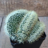 D7576 MAMMILLARIA SP. CRESTED pot10-H9-W12 cm  MaMa Cactus Green Plant
