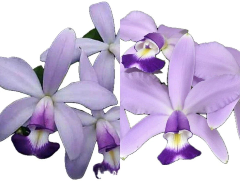 Lavender and purple orchid flowers with pale centers and dark purple lips