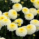 Rare Shasta Daisy Leucanthemum _ Superbum Perennial Live Plant Well-rooted Plug Garden Plants