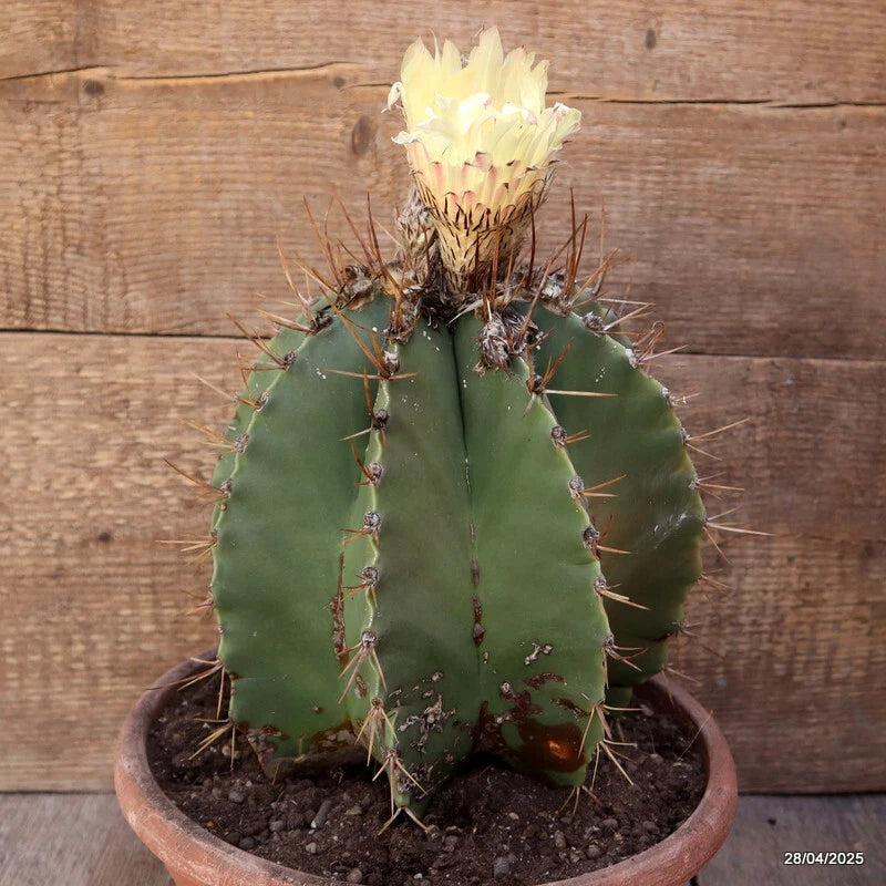 Astrophytum ornatum cactus plant in pot with spines and pale yellow flower