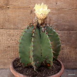 A3225 ASTROPHYTUM ORNATUM VERY OLD pot24-H24-W21 cm MaMa Cactus Green Plant