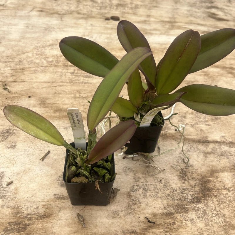 Potted orchid plant with green leaves in a small dark pot