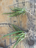 Orchid live Leptotes bicolor var. alba - bare root Orchids